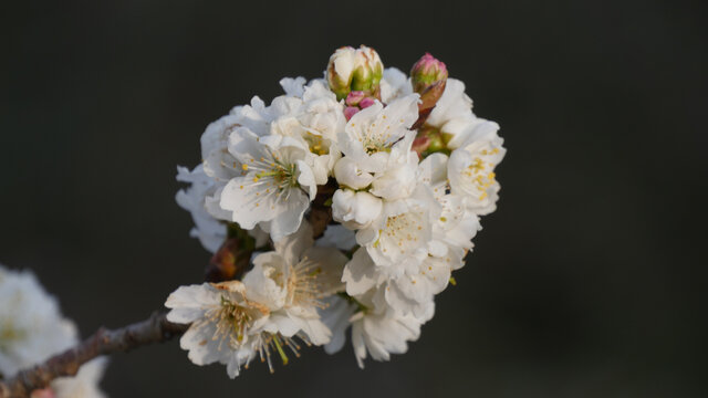 樱桃花开