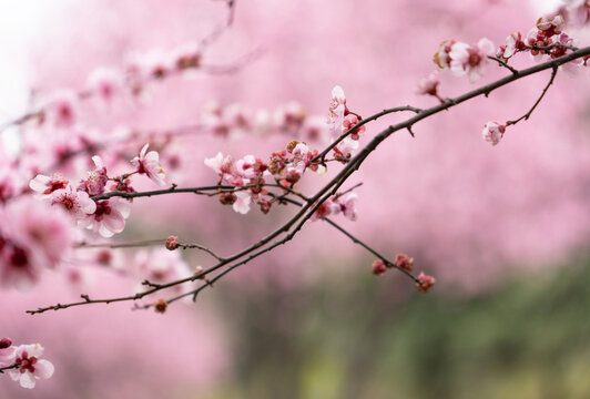 红梅花