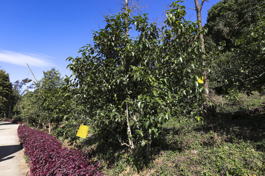 普洱茶树