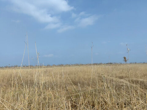 田野