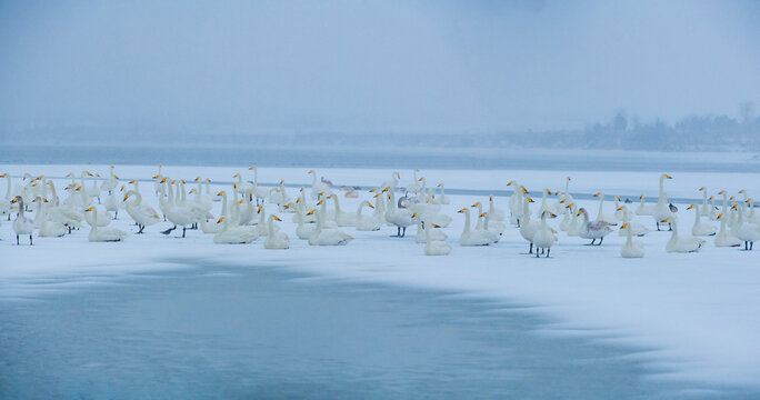 天鹅湖雪景高清大图