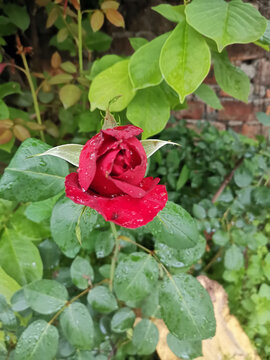 雨后的玫瑰