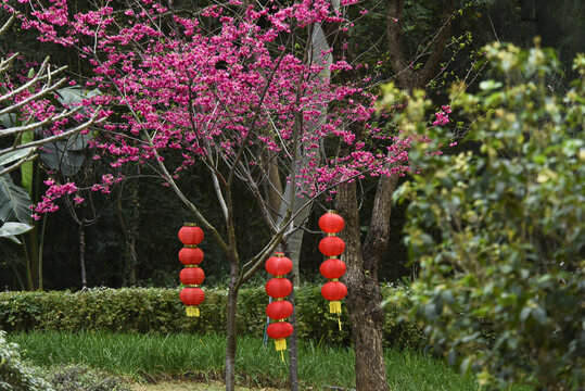 樱花树