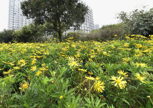 黄金菊