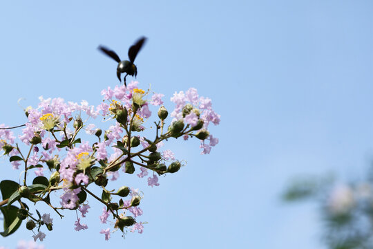 紫薇花