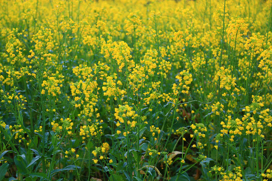 油菜花