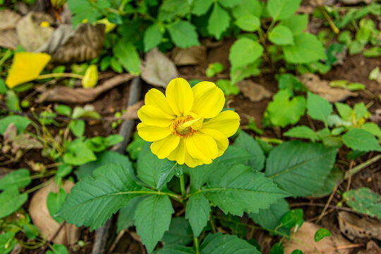 大丽花