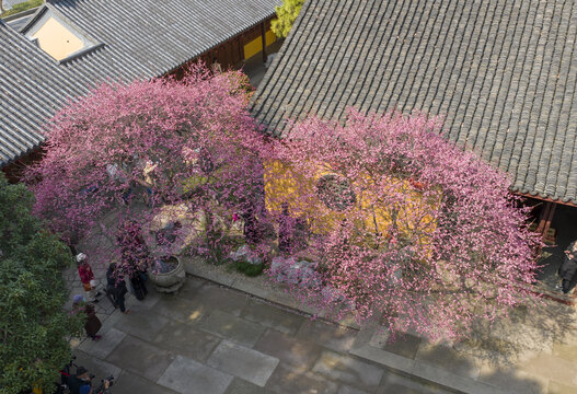 湖州铁佛寺梅花