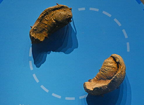 鲨鱼内耳骨化石