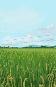 绿油油的稻田手绘插画