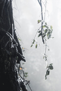 冻雨天树木结冰柳州古亭山公园