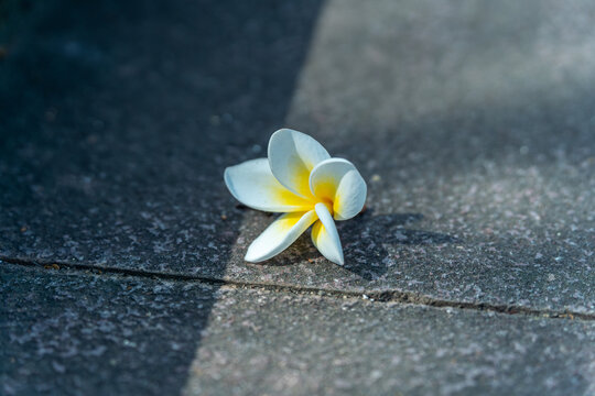 地板上的鸡蛋花