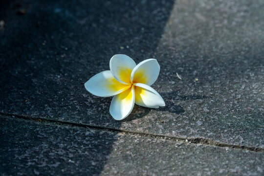 地板上的鸡蛋花