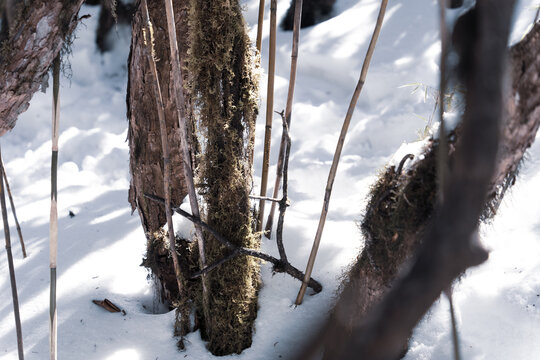 昆明轿子雪山景色