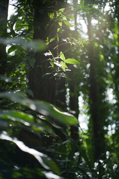 透过阳光的树林