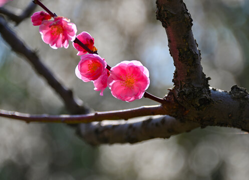 梅花树