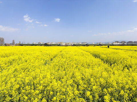 油菜花