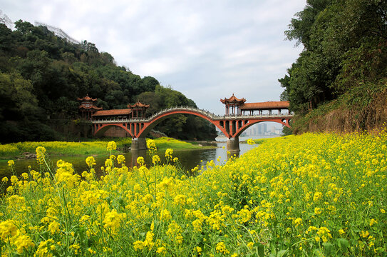 石桥油菜花田园风光