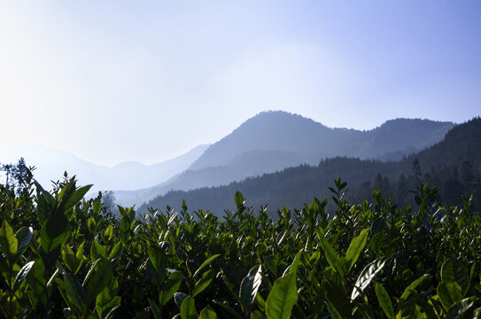 茶山风景