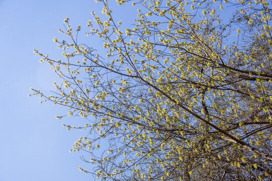 梣叶槭春芽花枝