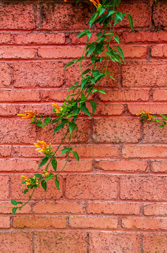 红砖墙上的炮竹花