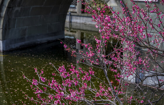 嘉兴梅湾街梅花