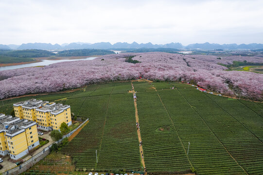 航拍贵州平坝万亩樱花园