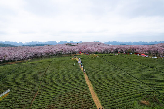 航拍贵州平坝万亩樱花园