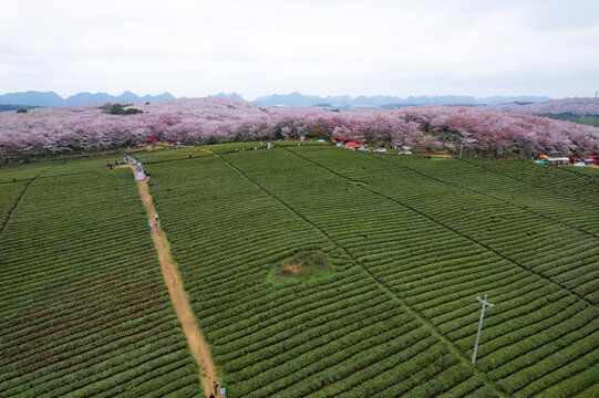 航拍贵州平坝万亩樱花园