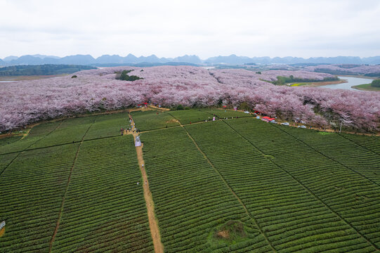 航拍贵州平坝万亩樱花园