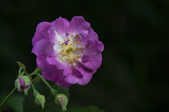 春天公园里盛开的粉色蔷薇花