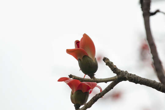 木棉花