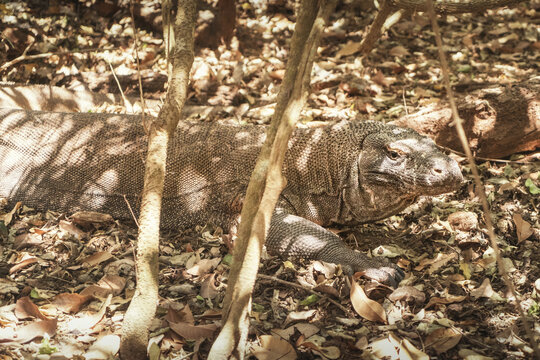 印尼科莫多巨蜥