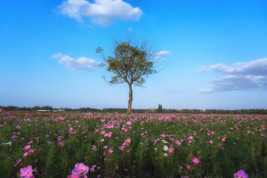 波斯菊花海