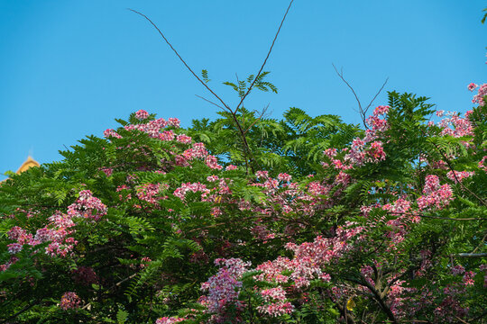 盛开的节荚决明花