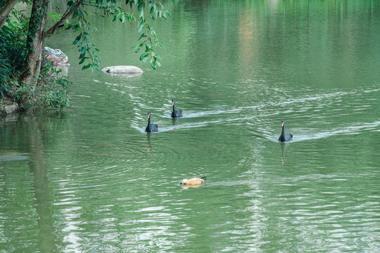 湖里的黑天鹅和赤麻鸭