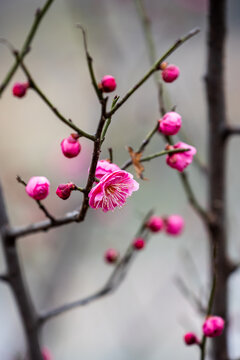 红梅花枝