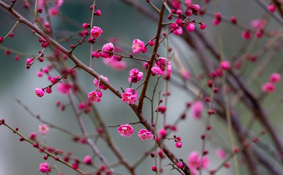 冬天的红色梅花树