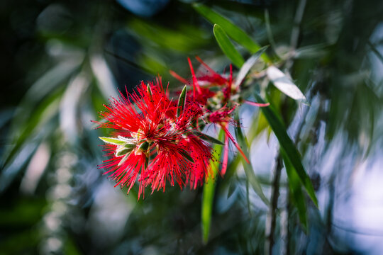 春天垂枝红千层花开