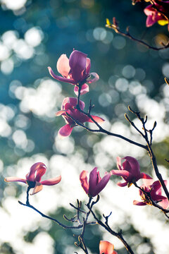 春天里的紫玉兰
