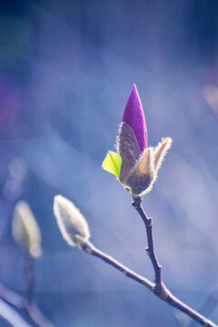 春天里的紫玉兰