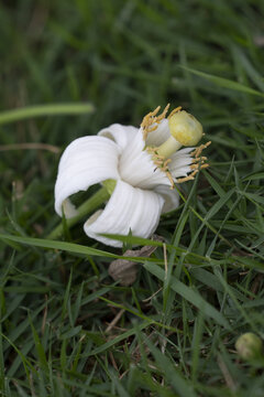 柚子花