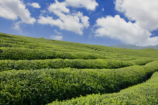 茶园蓝天白云背景