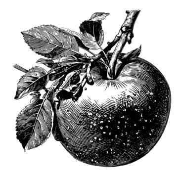 蘋果素描版畫矢量素材