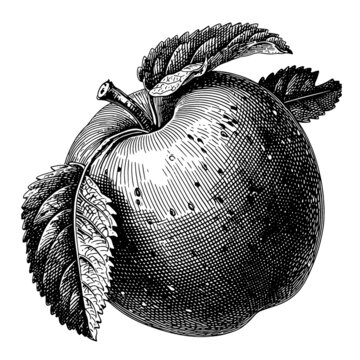 蘋果素描版畫矢量素材