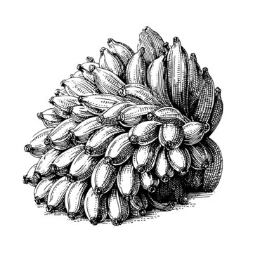 香蕉素描版畫矢量素材