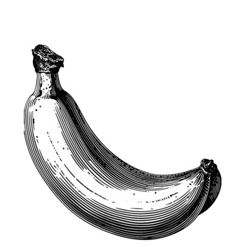 香蕉素描版畫矢量素材