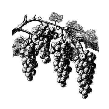 葡萄素描版畫(huà)矢量素材