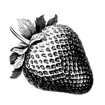 草莓素描版畫(huà)矢量素材