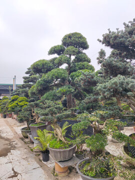 园林绿植花卉